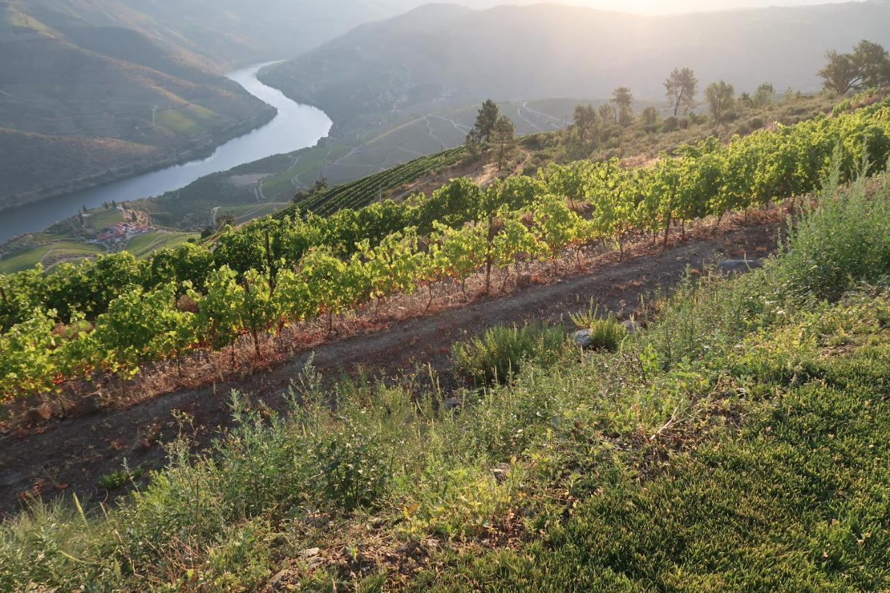 Stay At The Winemaker Ervedosa do Douro Zewnętrze zdjęcie